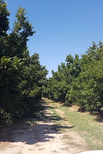 Schutz der Tropfbewässerung für einen Pekannusshain, Israel