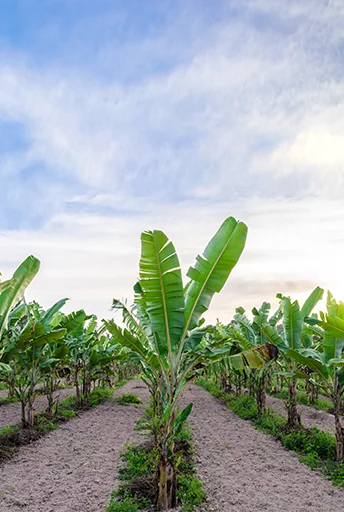 Tröpfchenbewässerungsschutz für Bananenplantagen, Israel