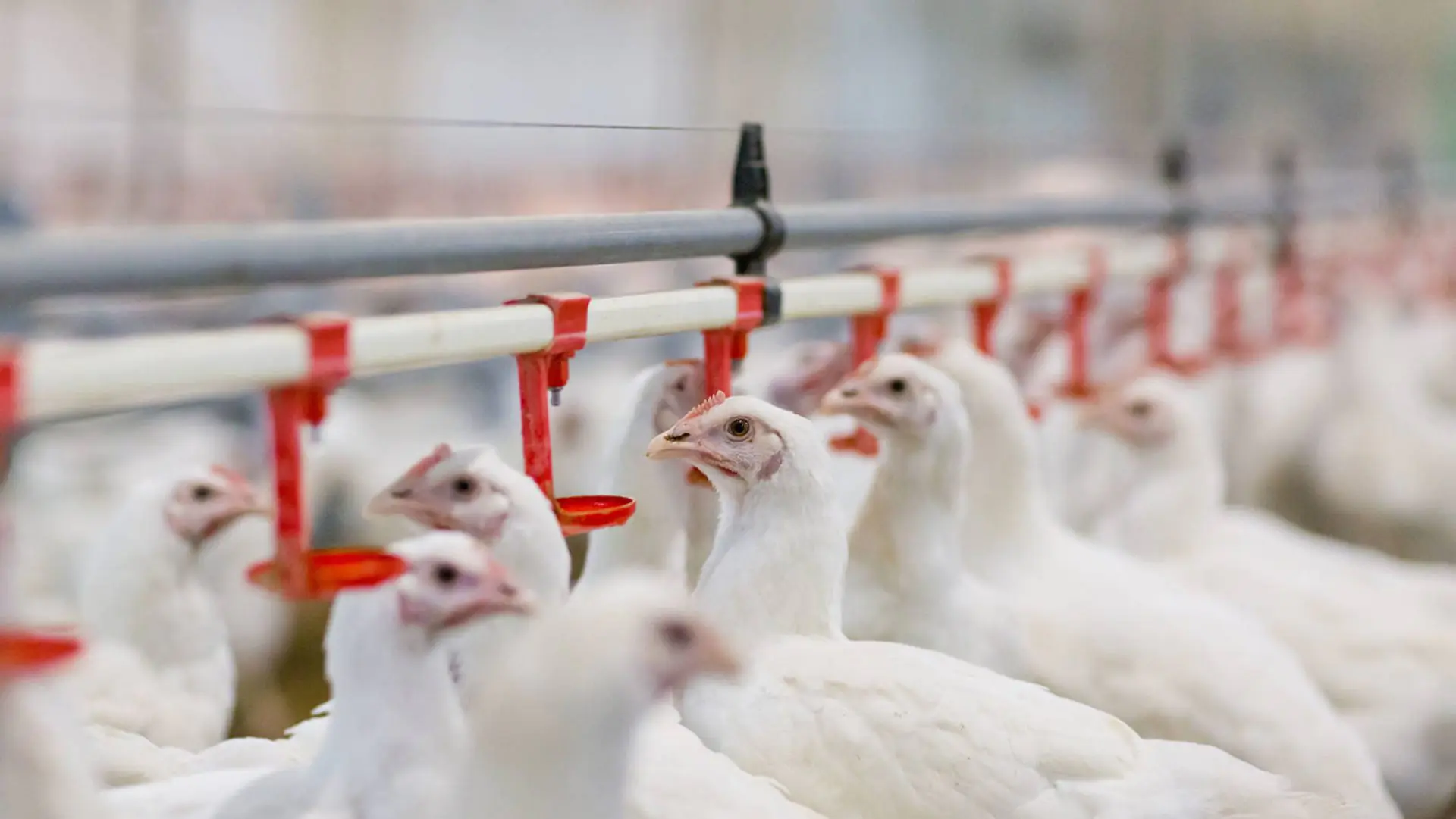 Poultry Water Treatment - PWT